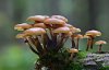 funghi-raccolta-bosco-AdobeStock_303623154-scaled.jpeg