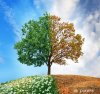 adesivi-albero-concettuale-in-estate-e-in-autunno.jpg.jpg